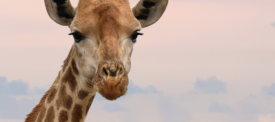 Protect Our Species Quiz
