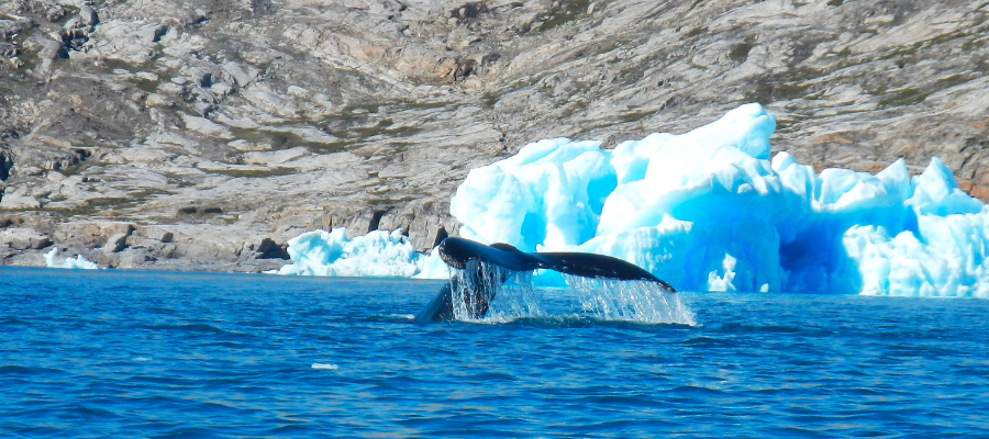 Whale Conservation Quiz Worksheet