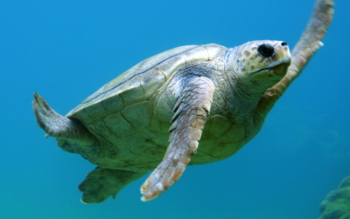 Earth Day Animals: Turtle Quiz