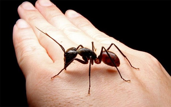 Earth Day Quiz with Insects | Essential Grade 2 Science