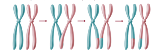 Meiosis & Karyotypes: Understanding Phases