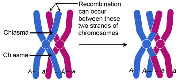 Meiosis and Karyotypes Quiz
