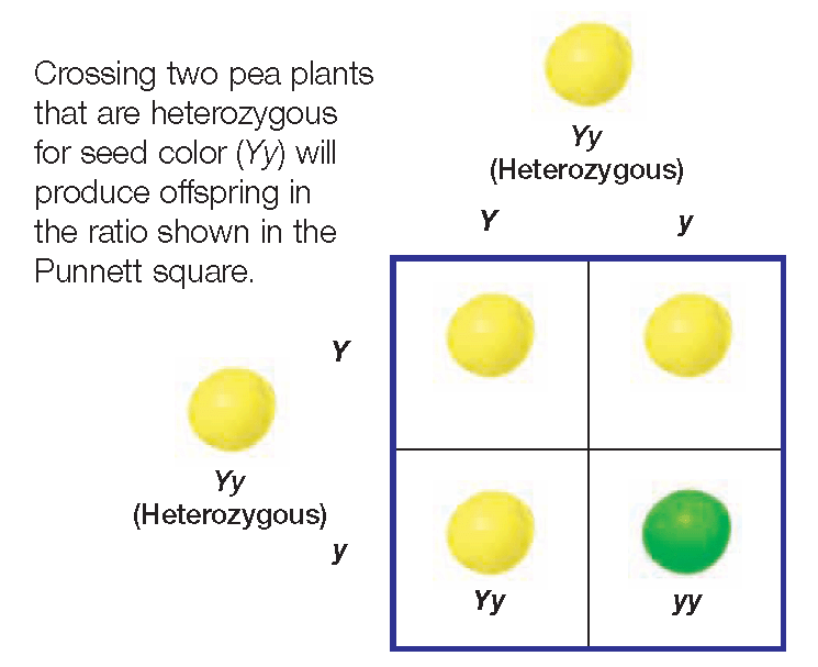 Practice with Monohybrid Crosses