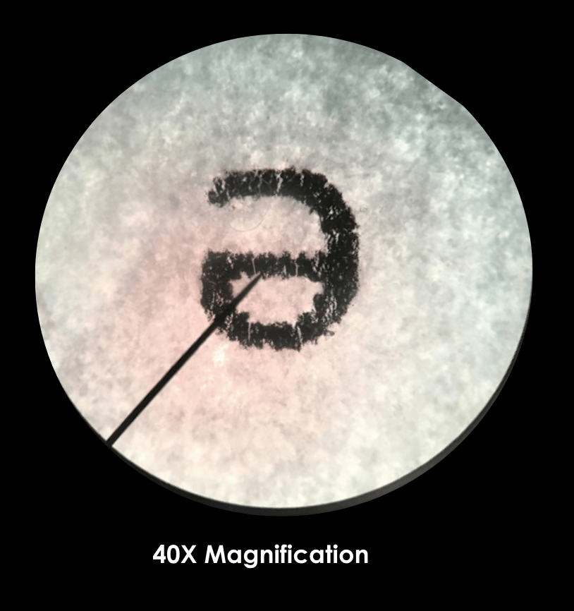 Using a Microscope: Parts, Magnification, and Wet Mounts