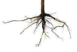 Identifying Plant Parts and Their Functions