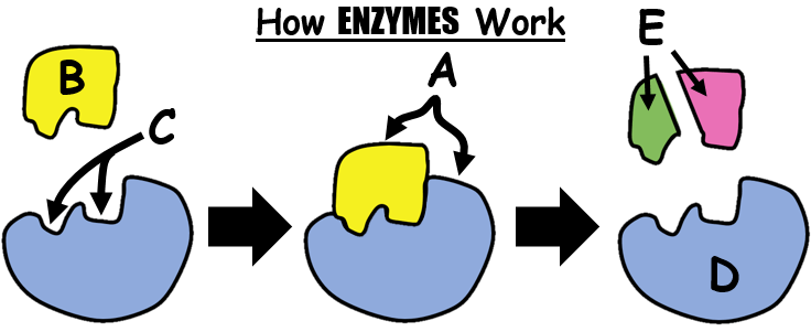 Enzyme Function & Diagram Worksheet 