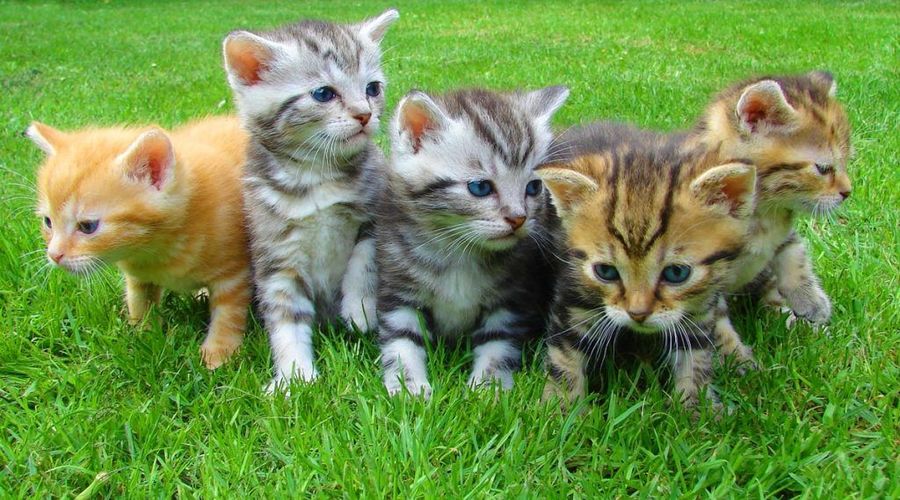 Grammar Review Quiz: Punctuation and Contractions