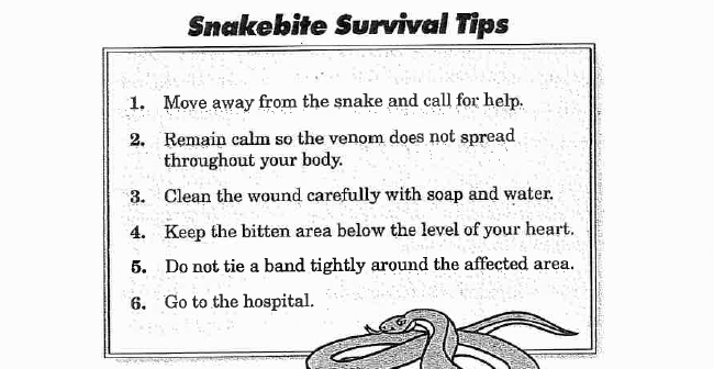 Western Diamond Rattle Snake