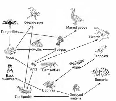 Food Chains and Food Webs Review