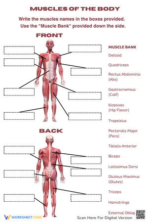 Muscles of the Human Body